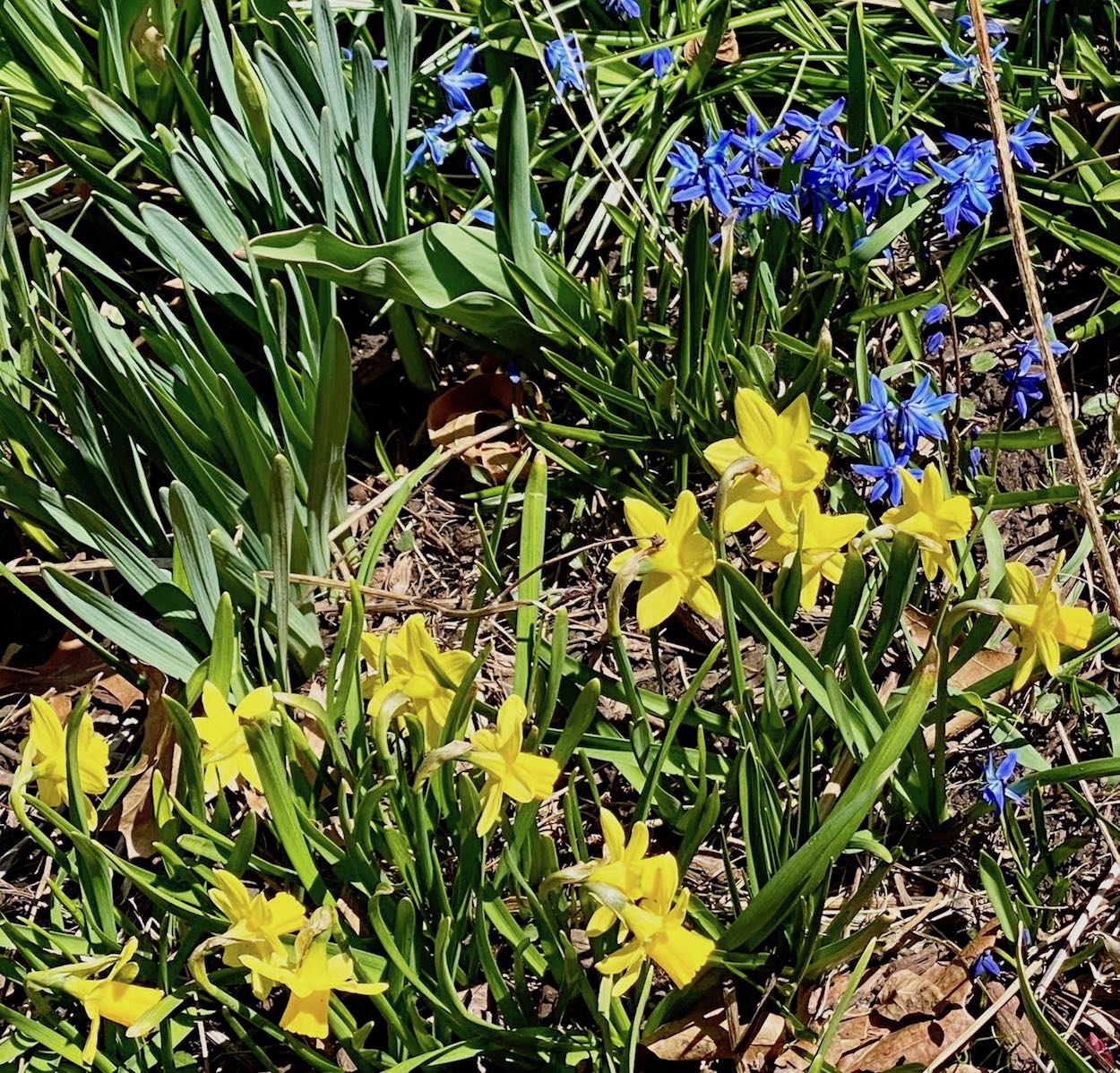 It's the weekend! Number 291, Tête-à-Tête daffodils and Chionodoxa Bloom in the Sun