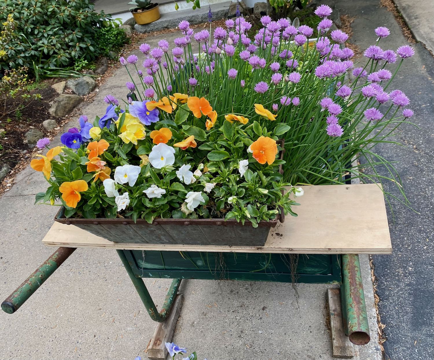 It's the weekend! Number 298, An Old Wheelbarrow with Chives, Garden Greens, and a Box of Pansies Resting on the Handles
