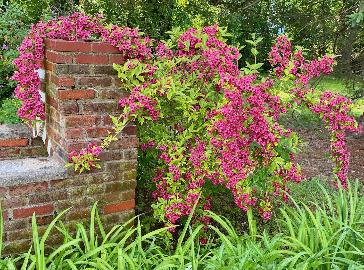 It's the weekend! Number 300, Weigela Grows Around a Brick Fireplace