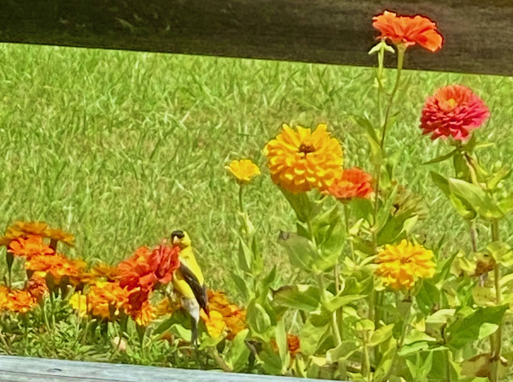 A Goldfinch Pulls Zinnia Petals