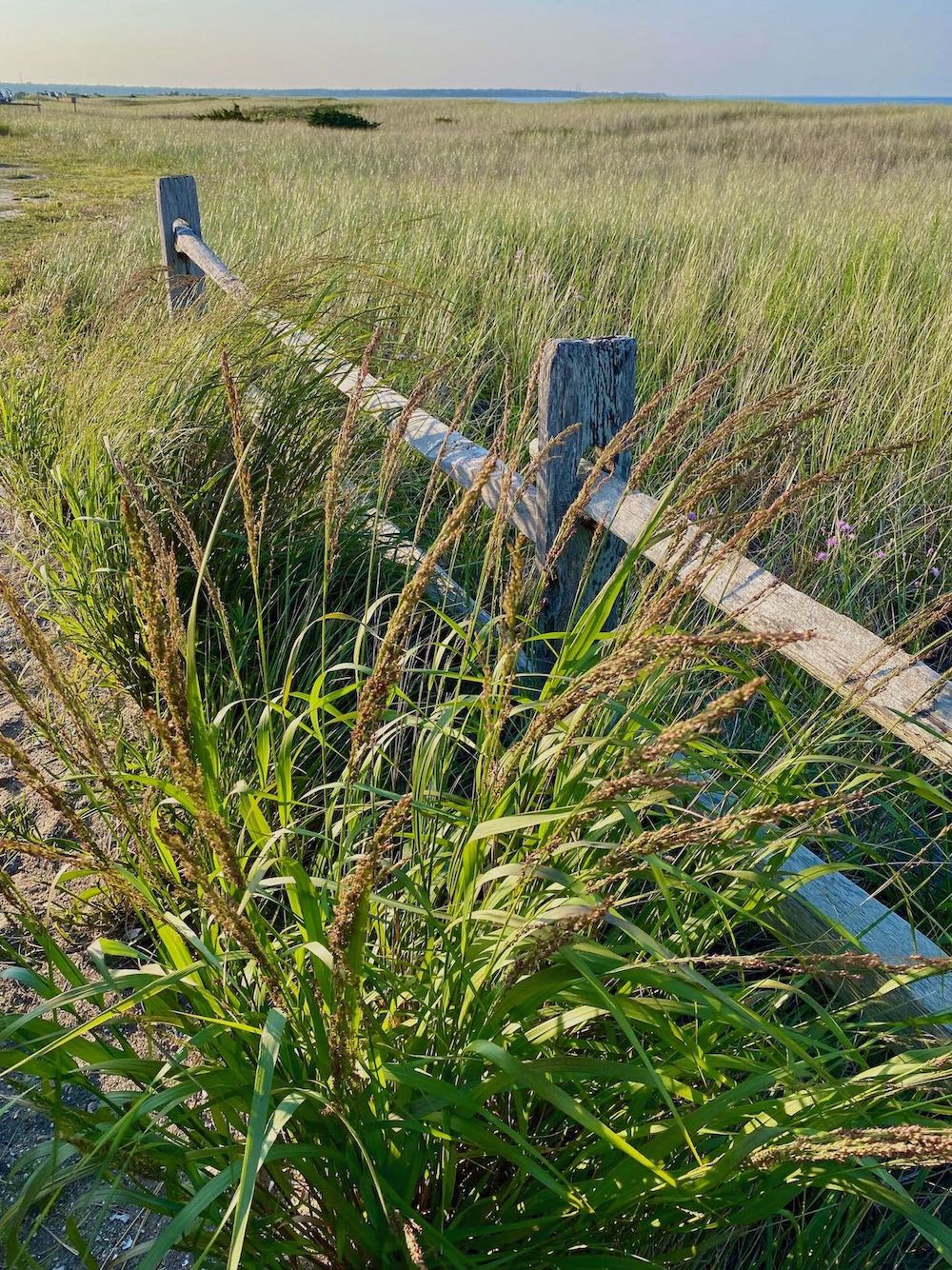 It's the weekend! Number 305, Grasses and Split Rail Fence with an Ocean View