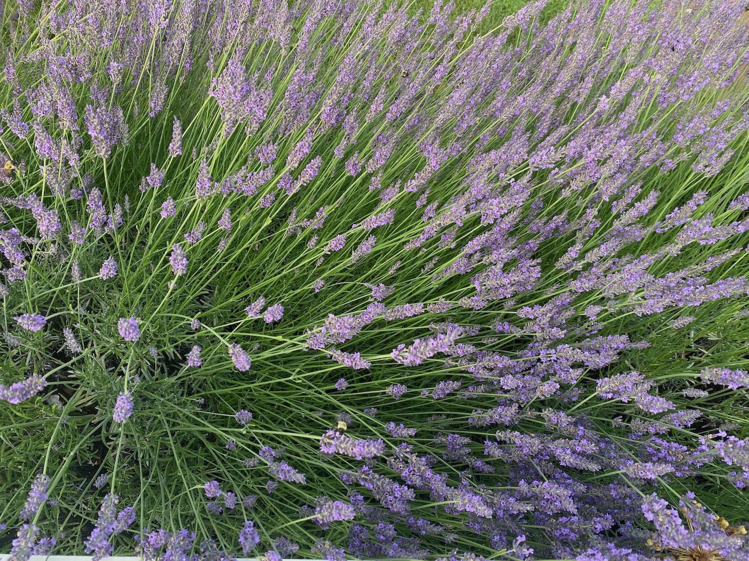 It's the weekend! Number 304, Lavender in Bloom