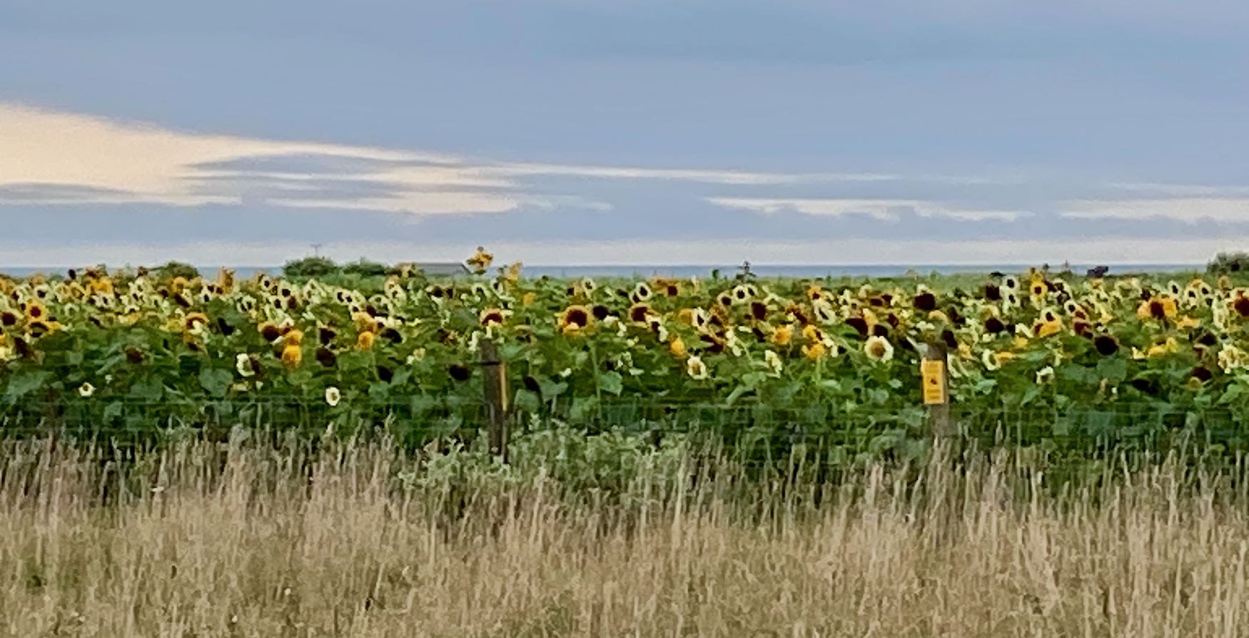 It's the weekend! Number 306, A Field of Sunflowers at Katama Farm in Edgartown, MA