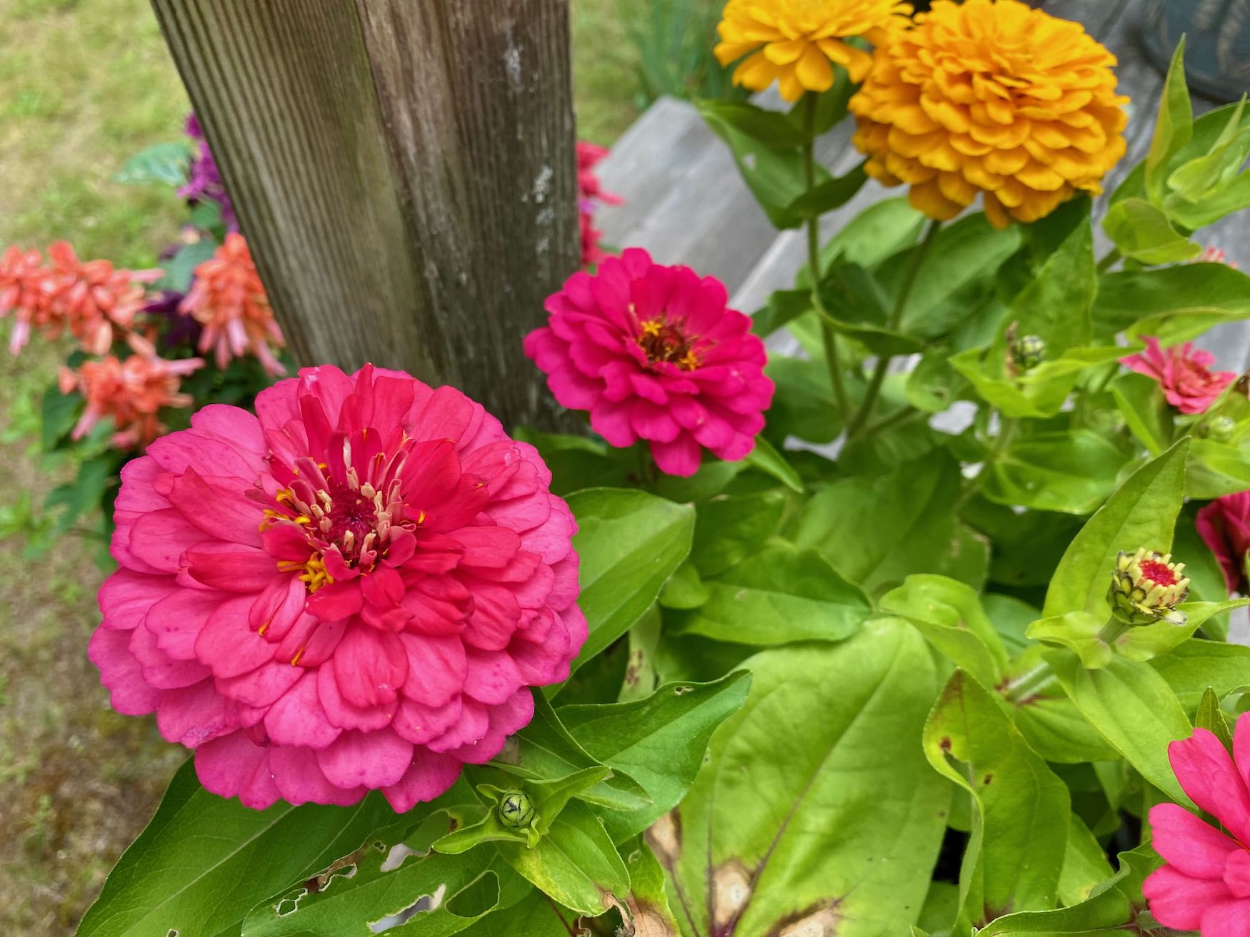 Colorful Zinnias on My Deck