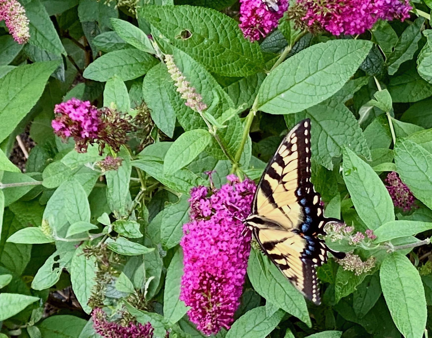 It's the weekend! Number 308, Eastern Tiger Swallowtail Butterfly on a Fuschia Butterfly Bush
