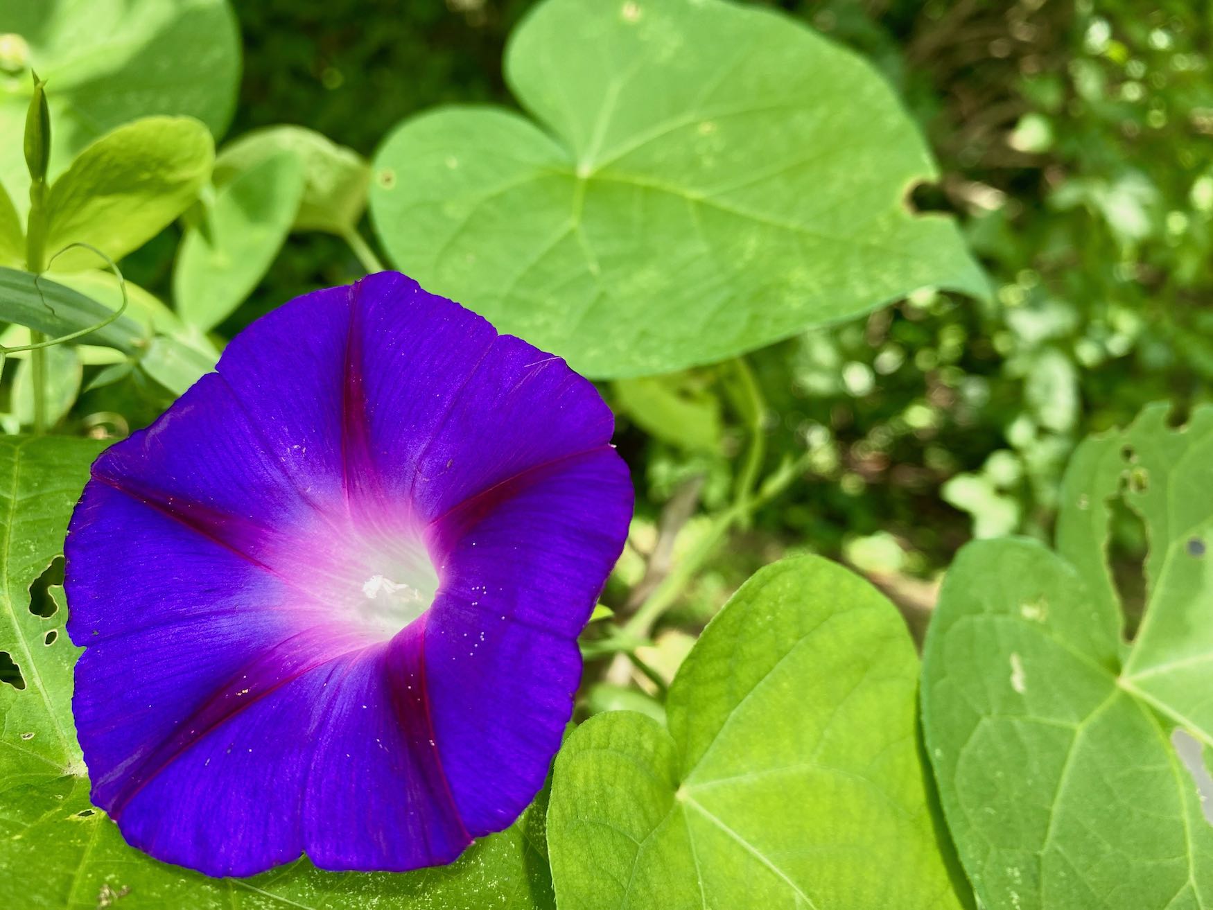 It's the weekend! Number 312, Morning Glory Blossom in the Sun