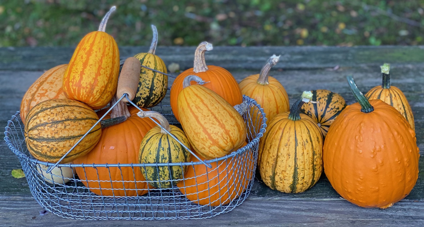 Garden Harvested Pumpkins and Squash, Fall Recipes