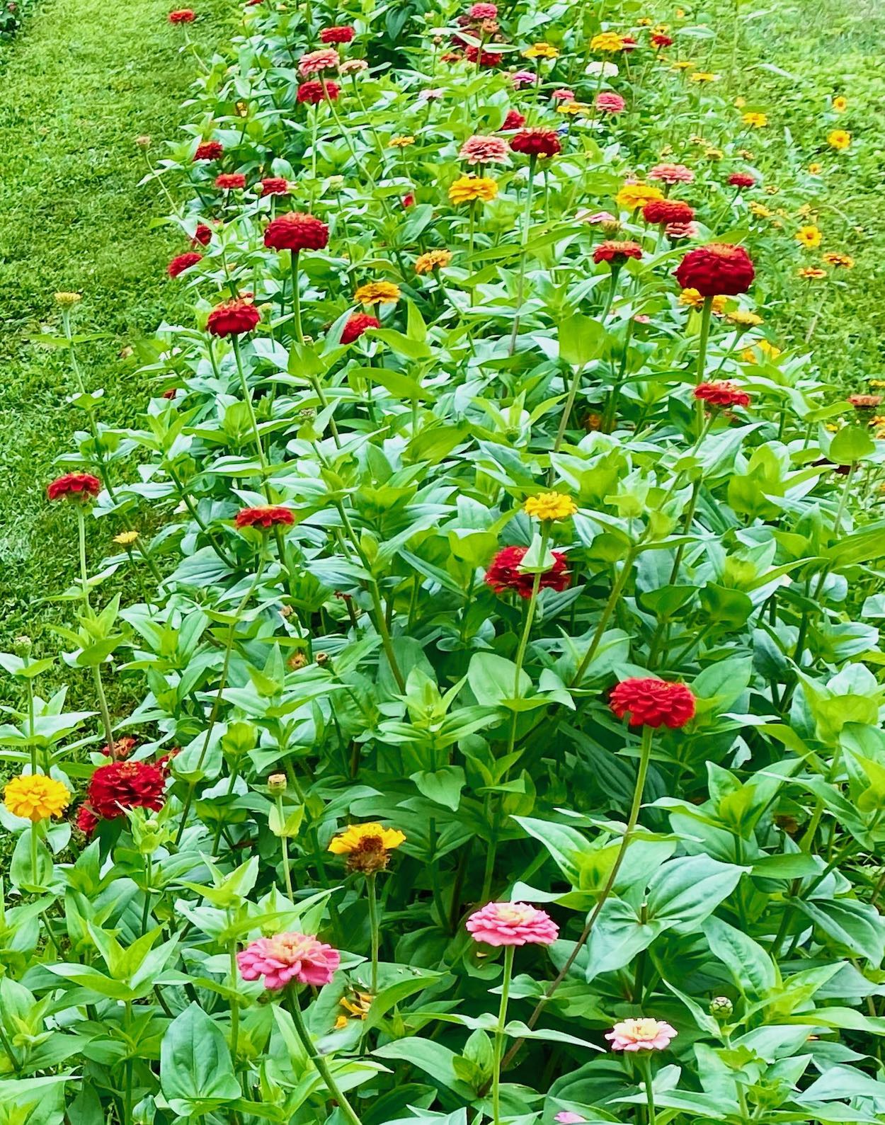 It's the weekend! Number 309, Row of Zinnias at a Martha's Vineyard Farm