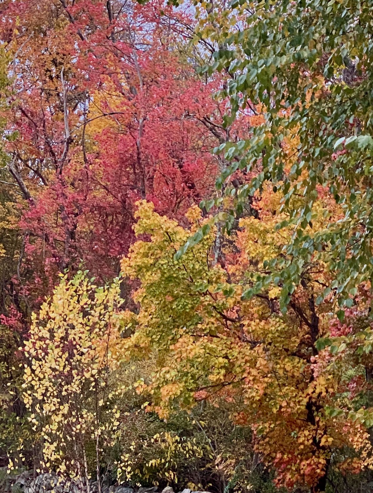 It's the weekend! Number 315, Colorful Foliage in Reds and Yellows