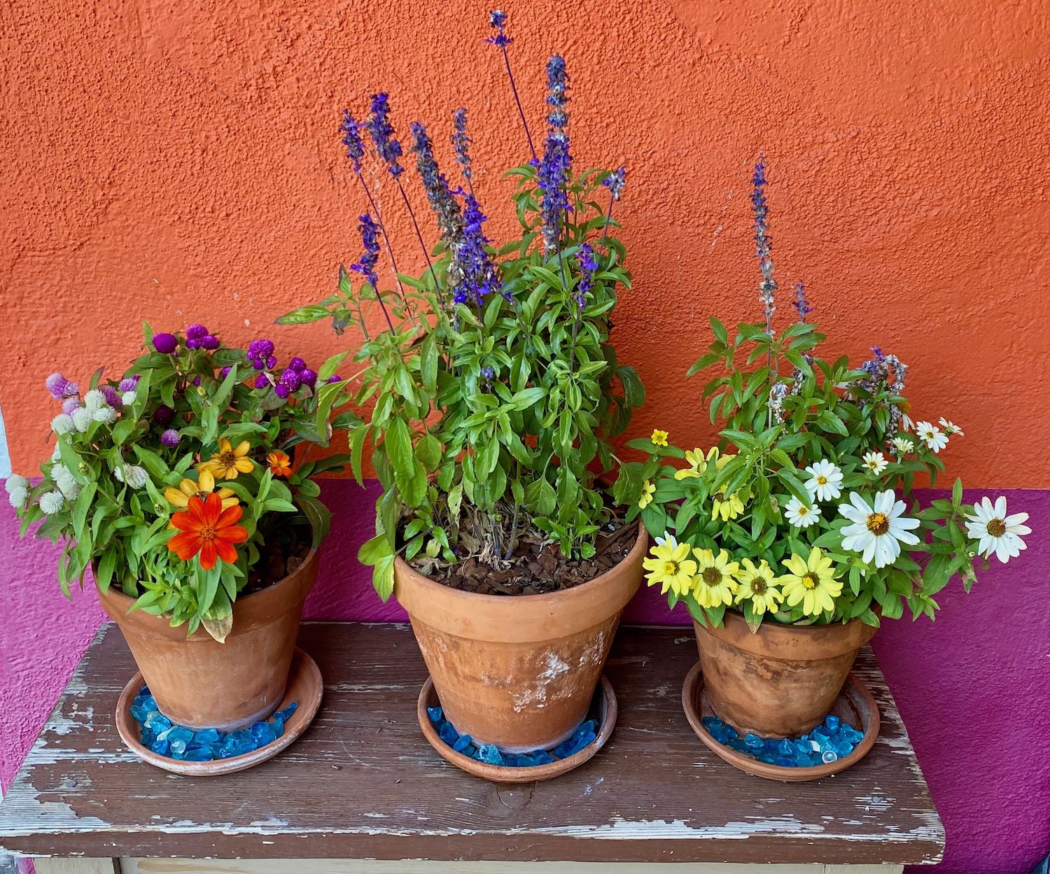 Flowers in Clay Pots Against Orange Wall