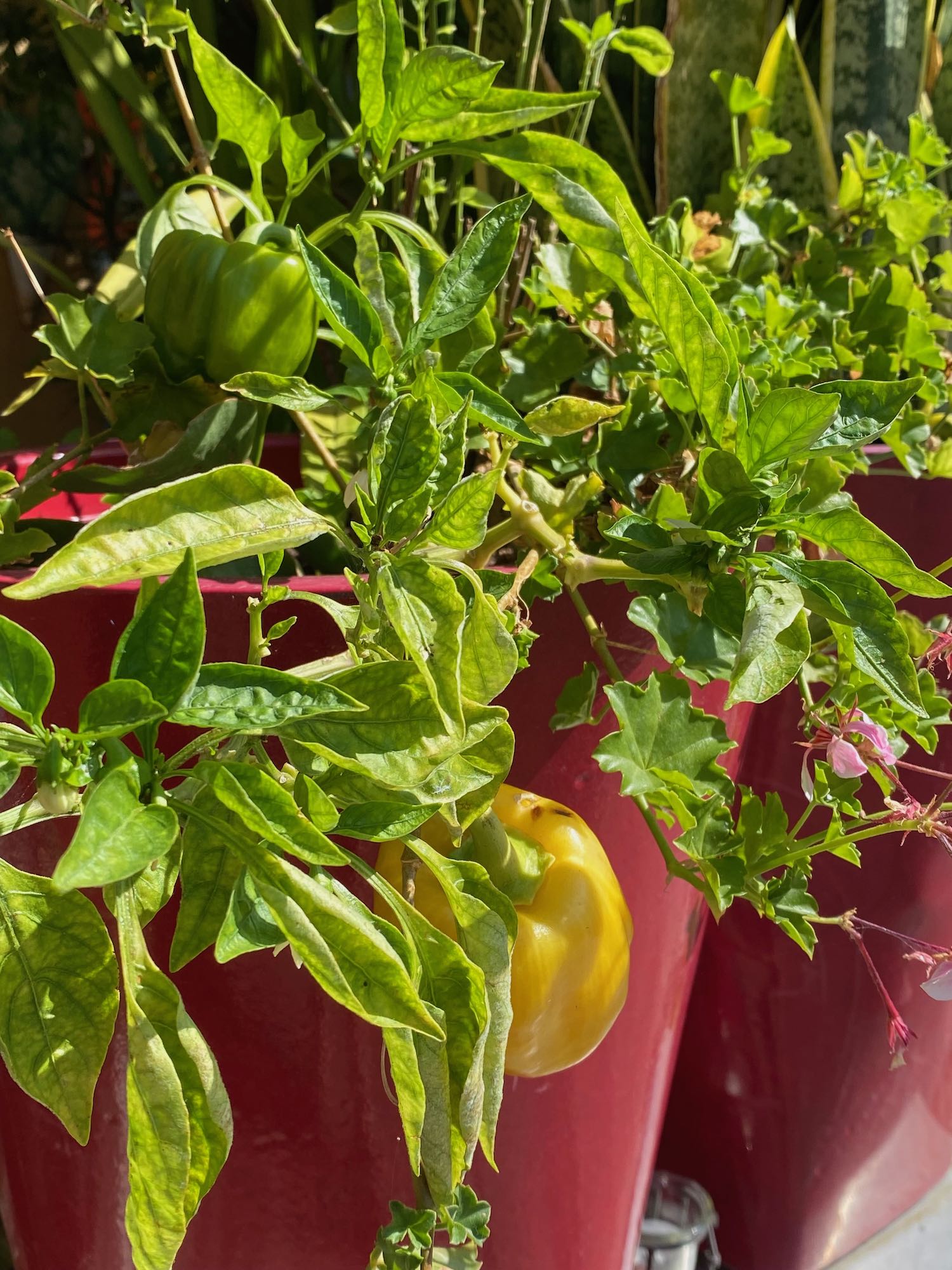 Pepper Plants in Red Pots