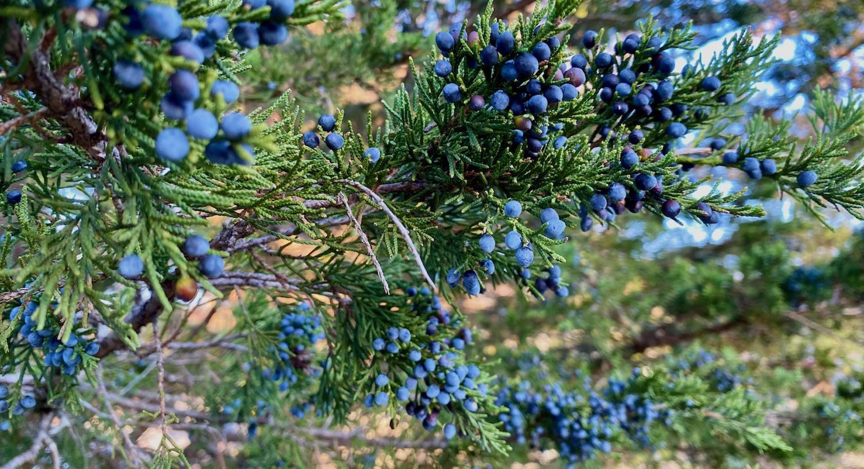 2023 Holiday Wishes, Blue Berries on a Juniper Branch