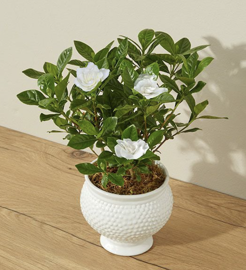 Gardenia Plant in White Vase
