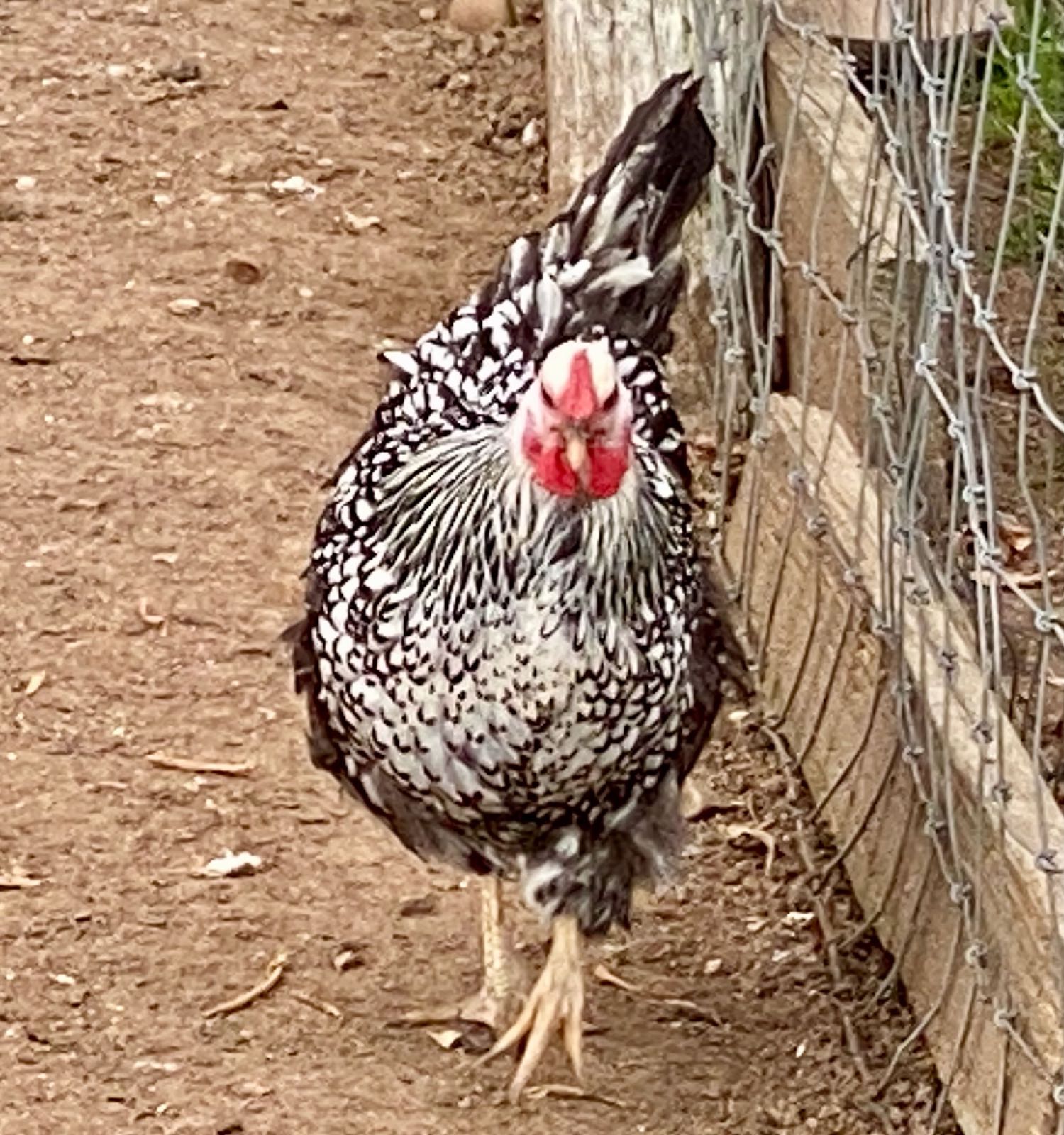 It's the weekend! Number 318, Plymouth Rock Chicken in the Farmyard