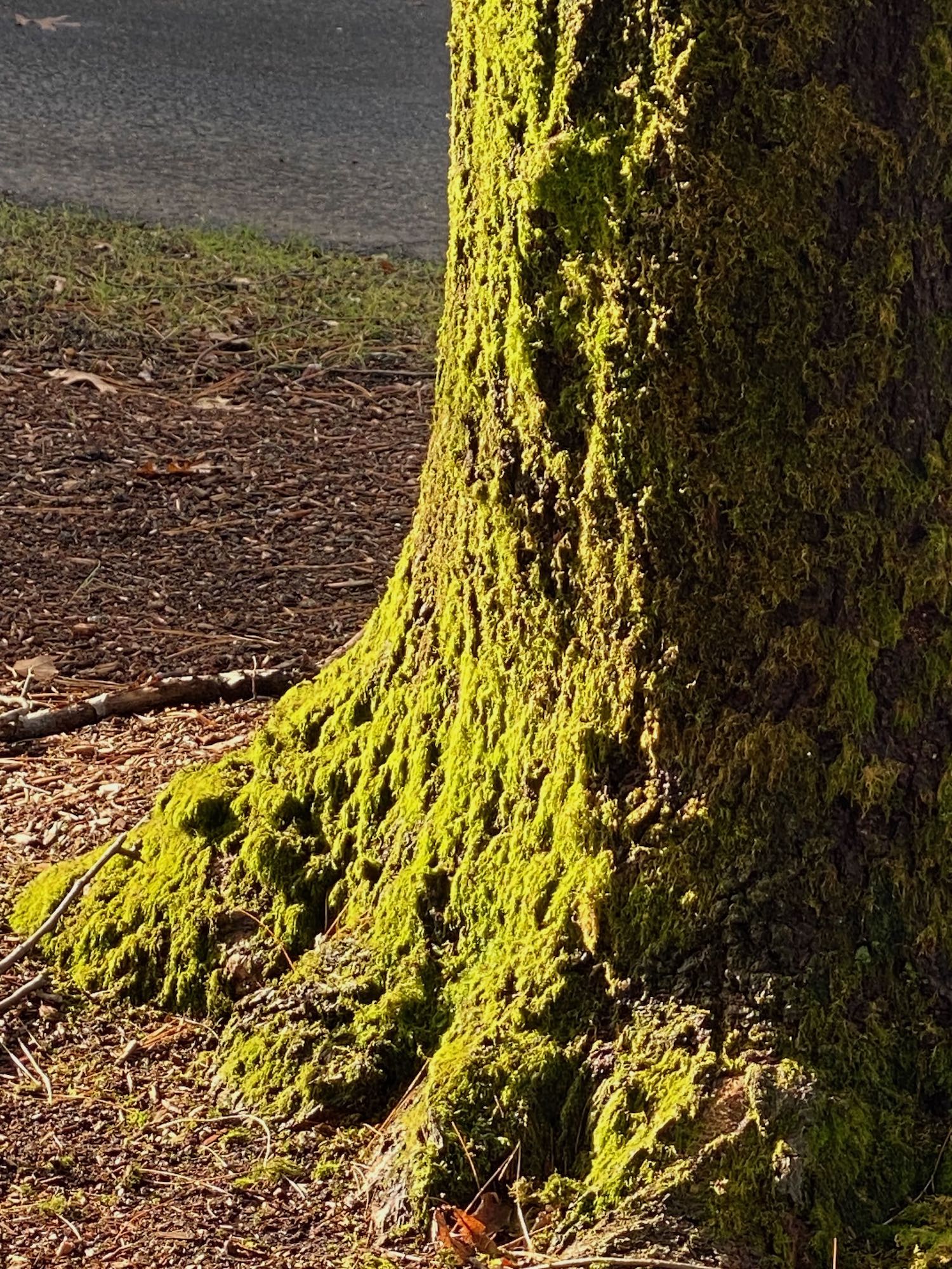 It's the weekend! Number 319, Sun on the Base of a Moss-Covered Tree