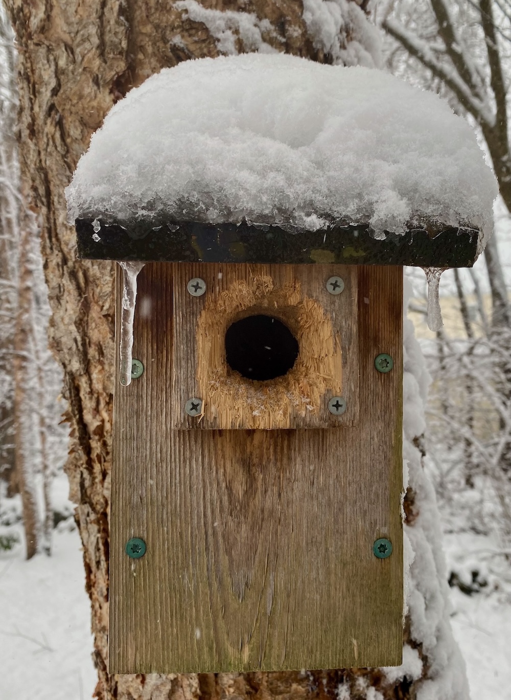 It's the weekend! Number 321, Backyard Birdhouse with Snow-Covered Roof