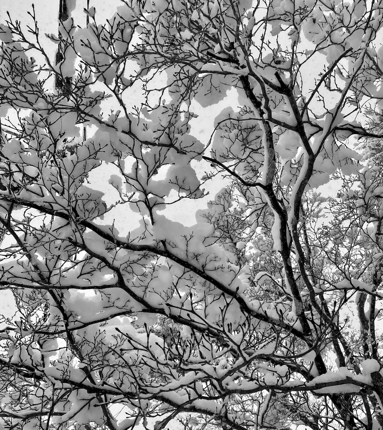 Looking Up into Dogwood Branches Covered in Snow