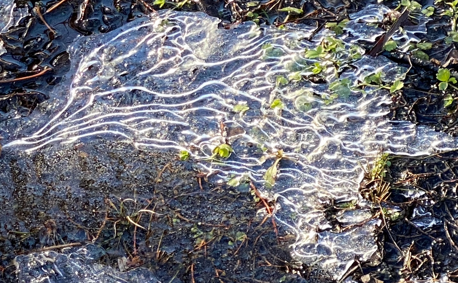 It's the weekend! Number 324, Patterns in Ice and Green Growth on the Ground
