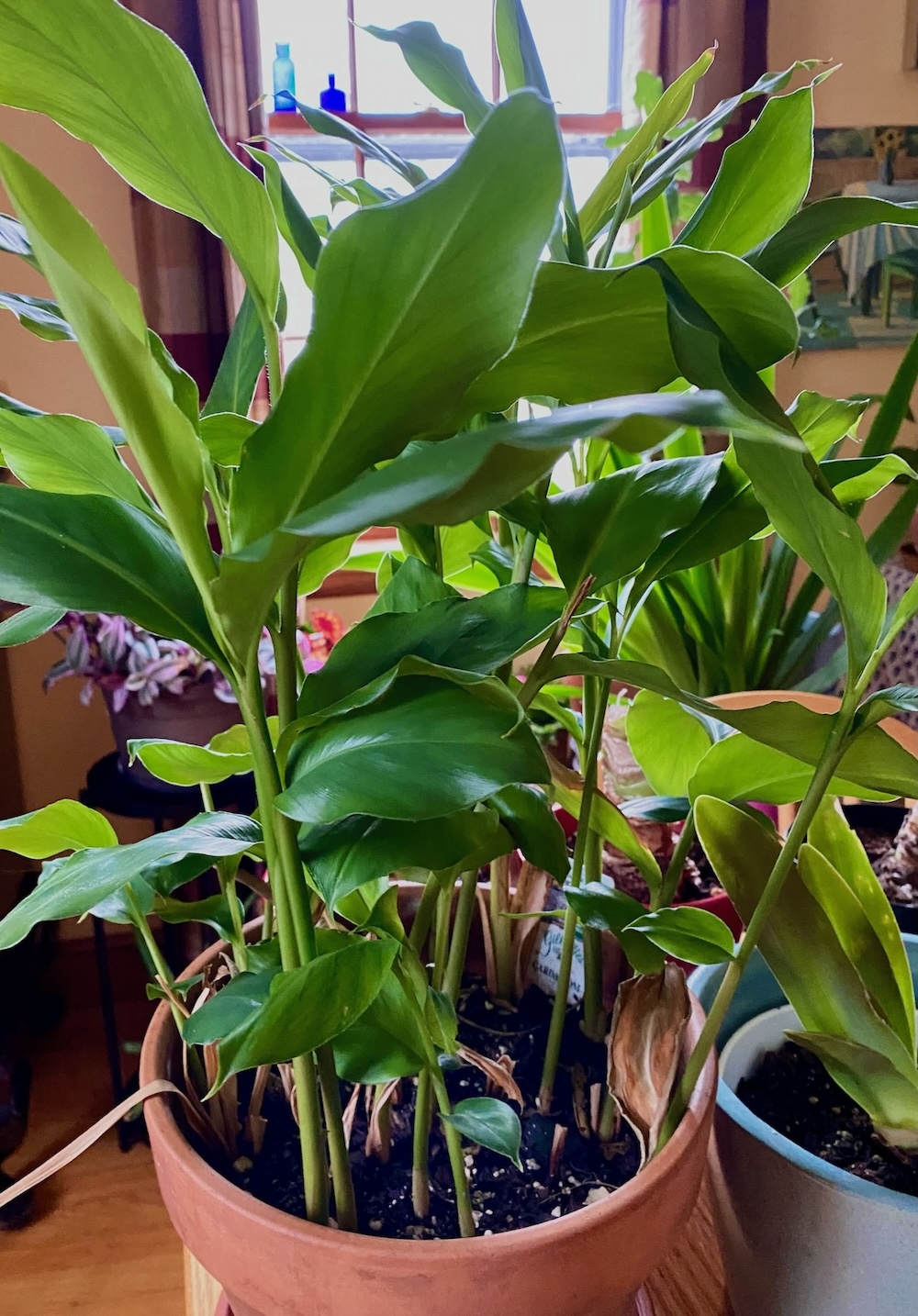 My Cardamom Plant with Other Plants