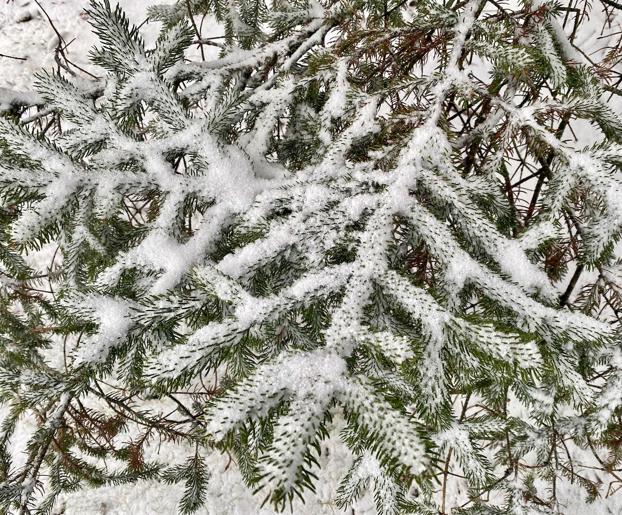 Pine Boughs in Snow