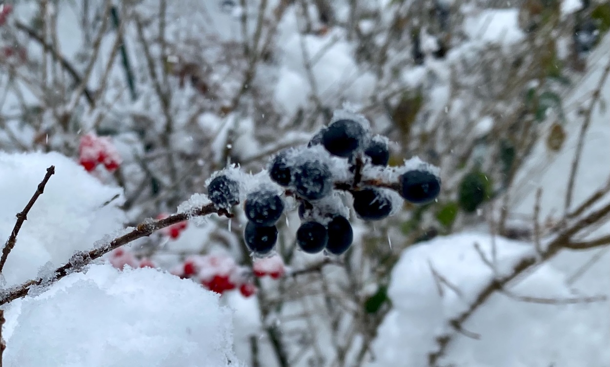 Blue Privet Berries and Red Winterberries in Snow