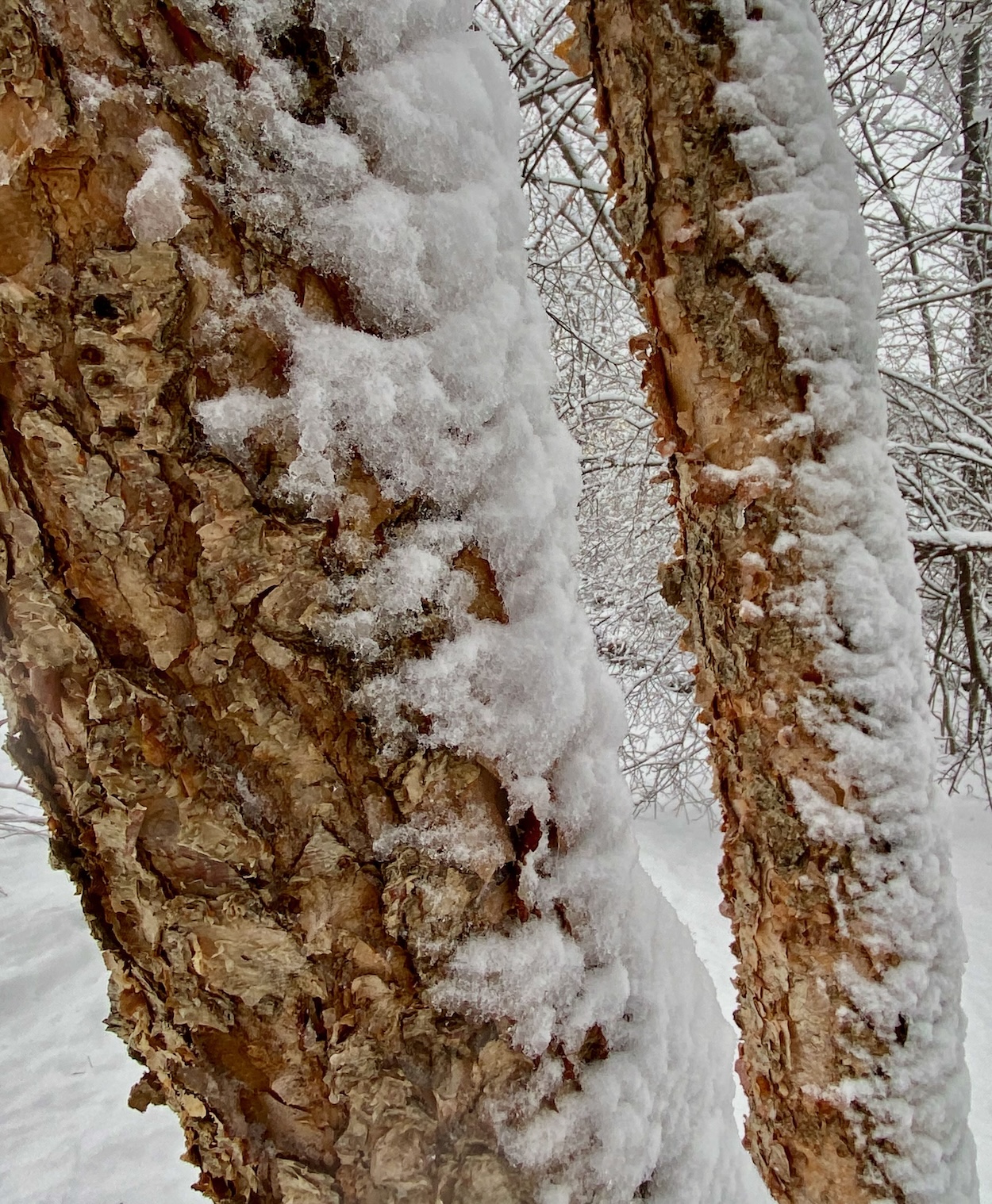 River Birch Trunks with Snow on One Side