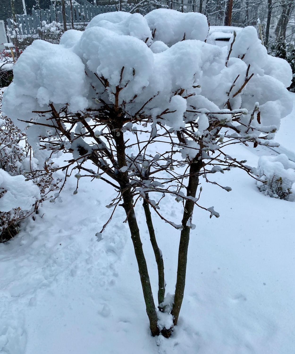 Star Magnolia Covered in Snow