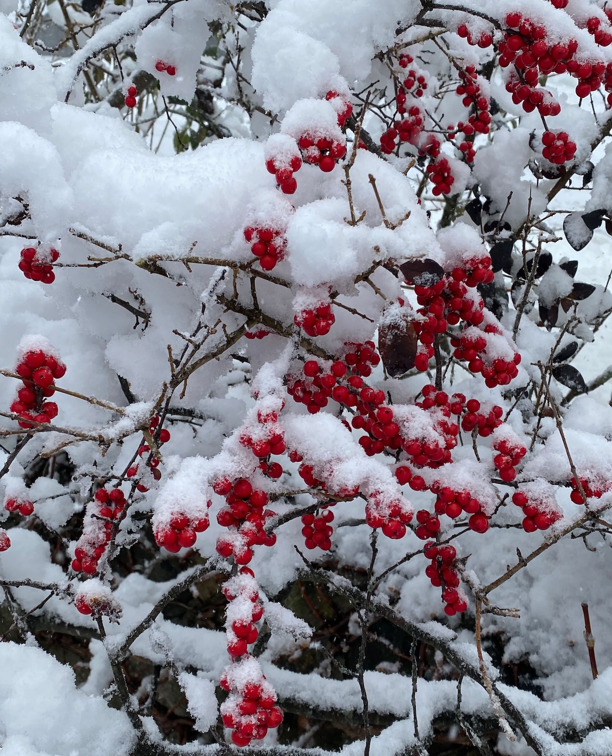 Red Winterberries in Snow