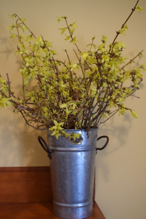 Forced Forsythia Blooms in a Bucket