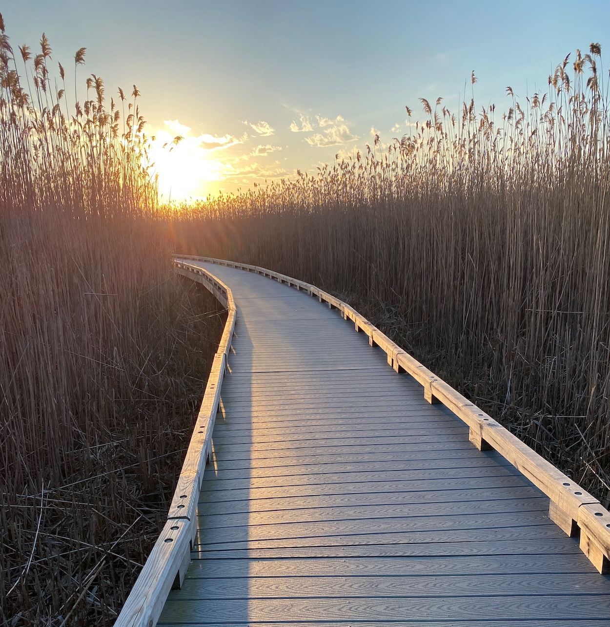 It's the weekend! Number 327, Sun Setting over a Walkway in the Reeds at Parker River Refuge in Newburyport, MA