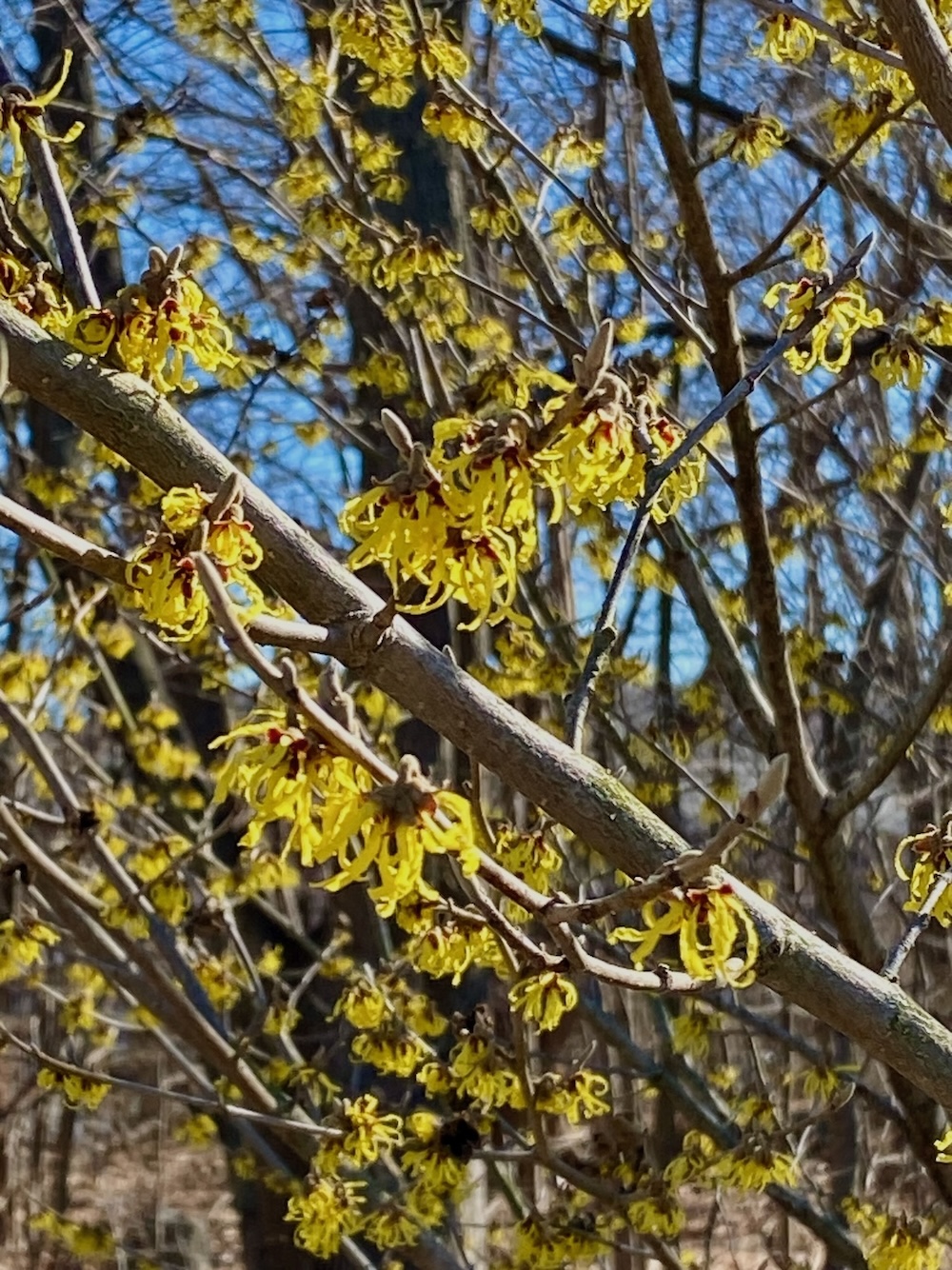 It's the weekend! Number 328, Branches of Witch Hazel in Bloom