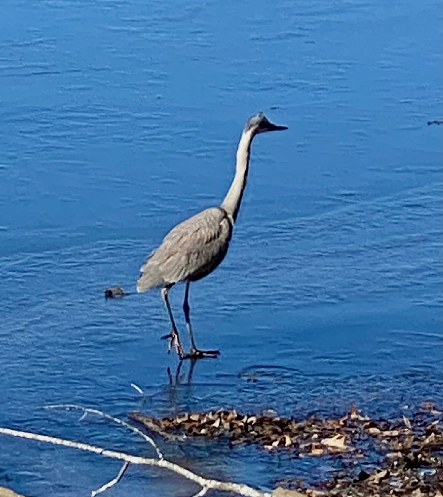 It's the weekend! Number 330, Blue Heron at Arlington Reservoir, Arlington, MA