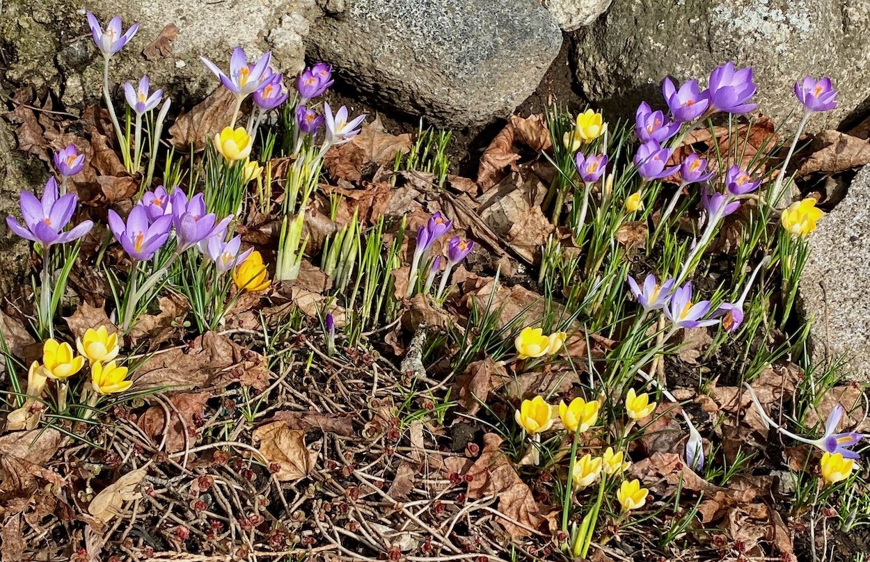 It's the weekend! Number 329, Purple and Yellow Crocuses with Stone Wall