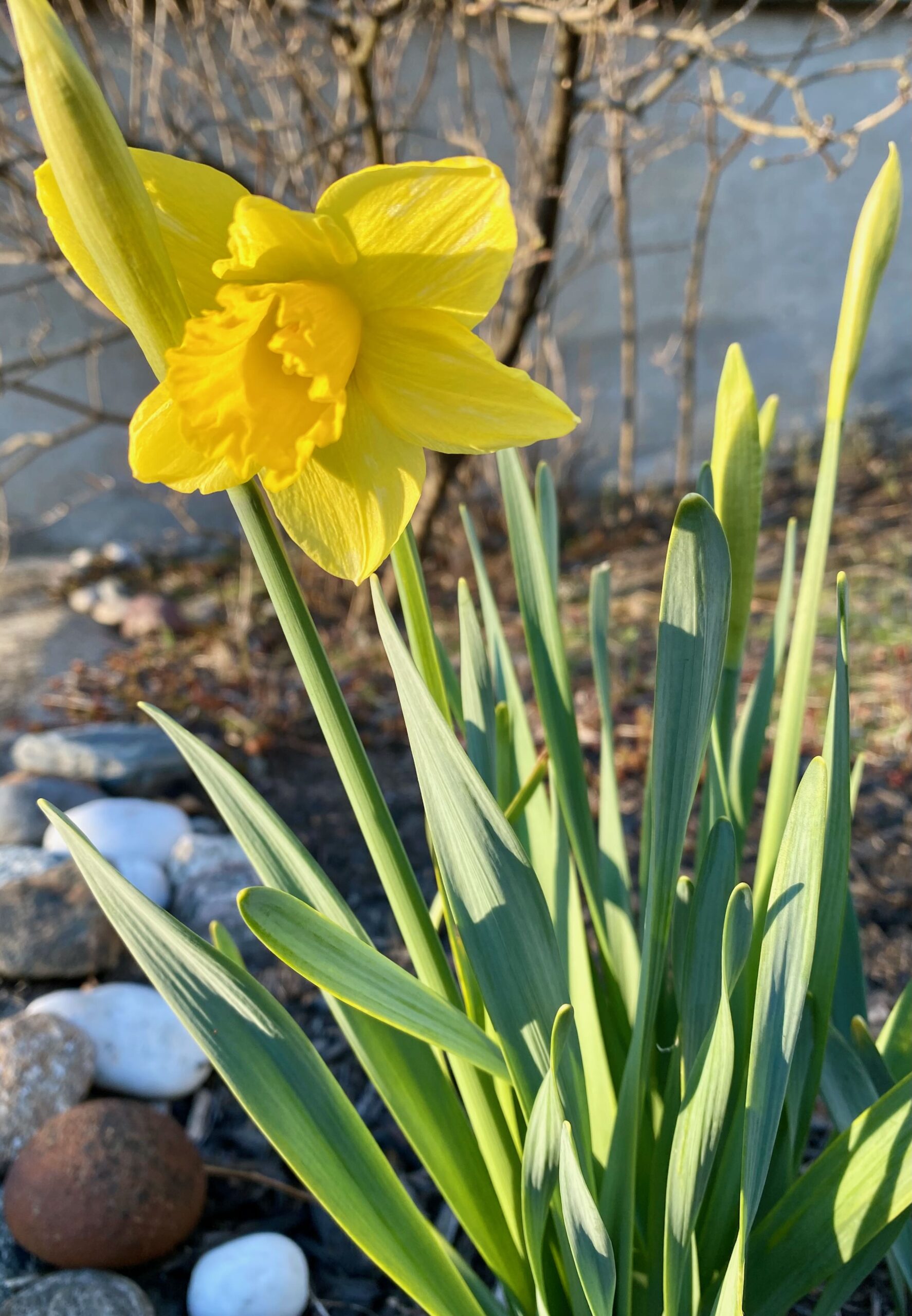 Daffodil in the Sun