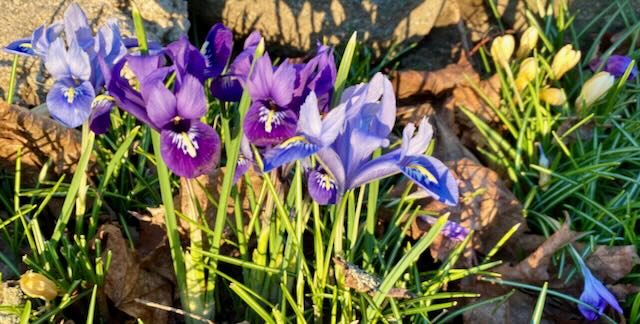 Blue and Purple Dwarf Irises and Yellow and Purple Crocuses