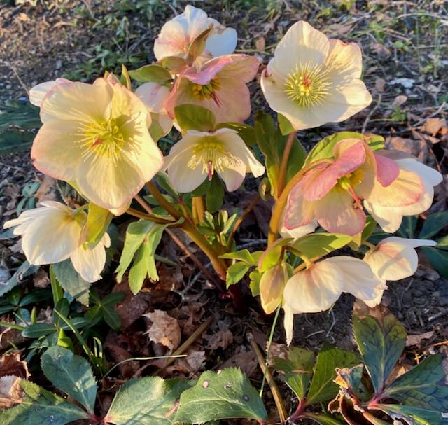 Cream and Rose Colored Hellebore Blooms