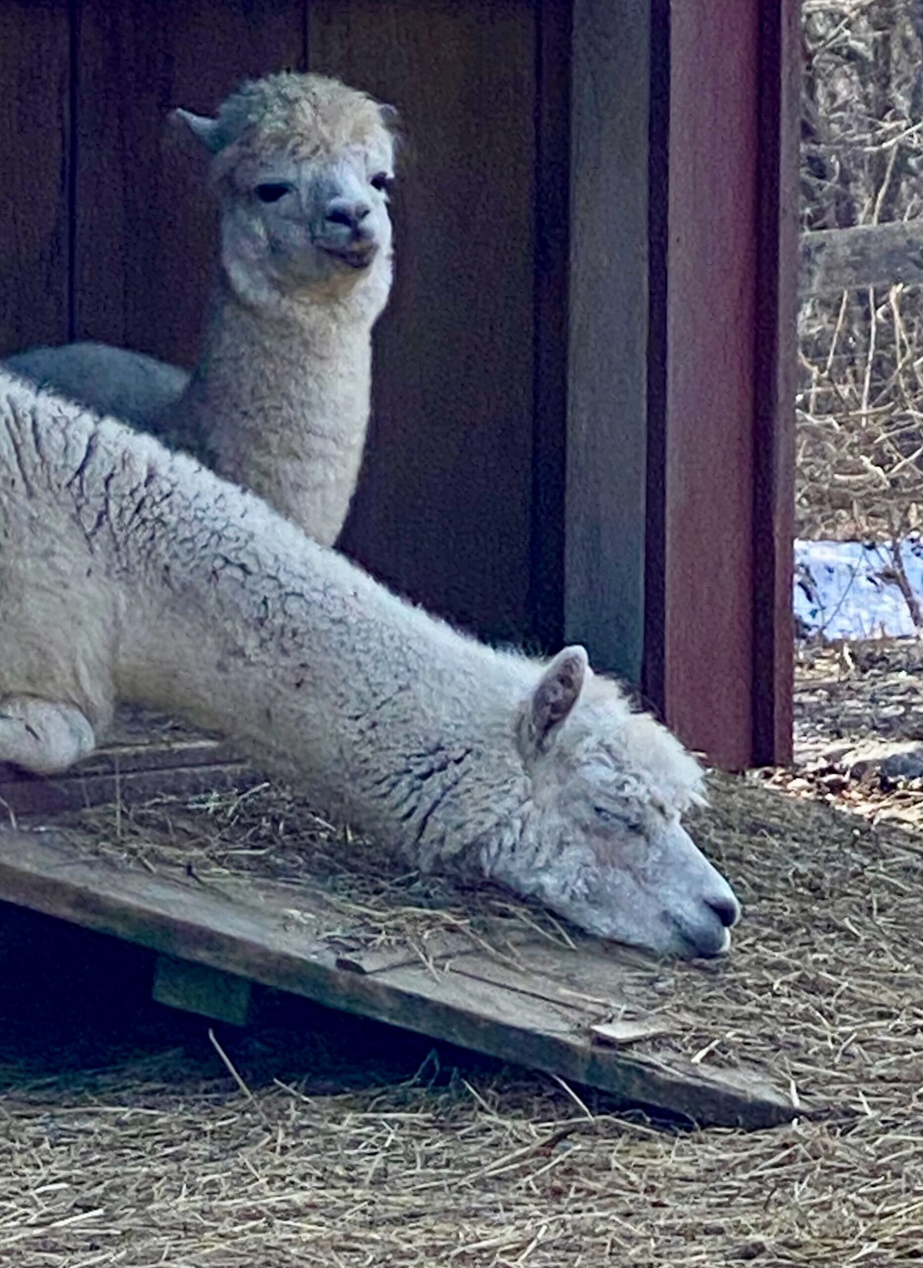 It's the weekend! Number 331, Two White Alpaca at the Lexington Community Farm in Lexington, MA
