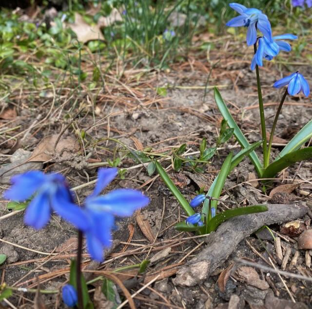 Blue Siberian Squill Blooming