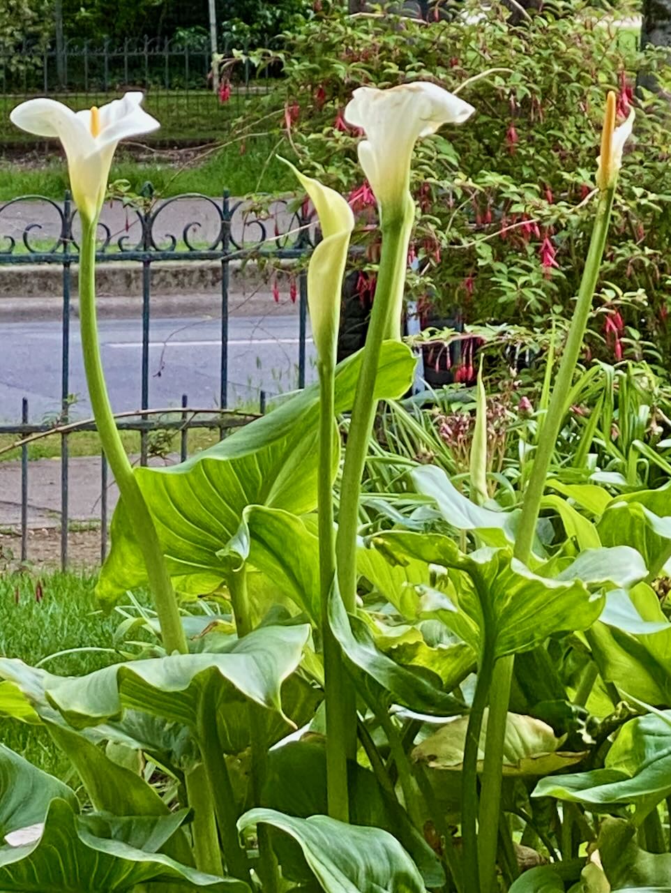 Calla Lilies in a Paris Park