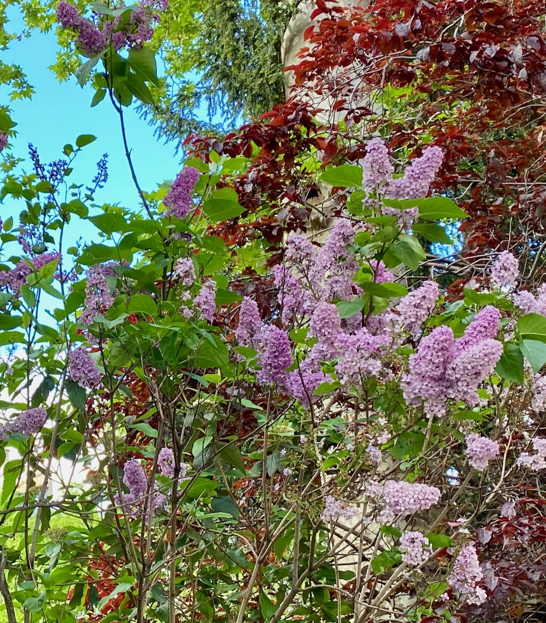 Lilacs Blooming in a Paris Park