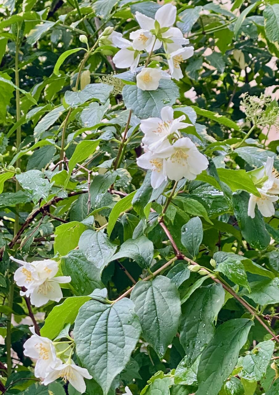 White Mock Orange Blossoms