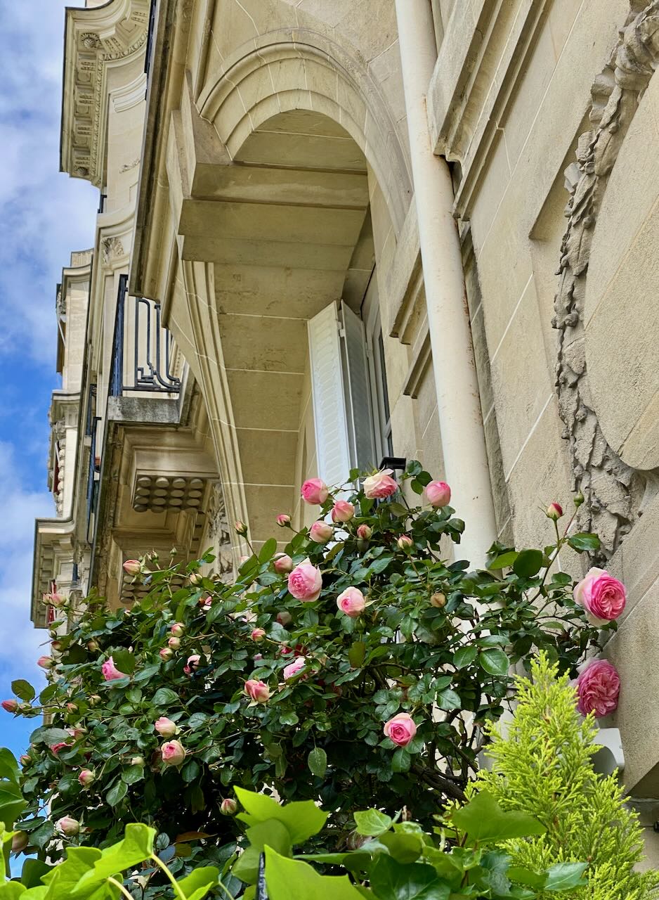 Pink Roses Climbing a Beautiful Building in Paris