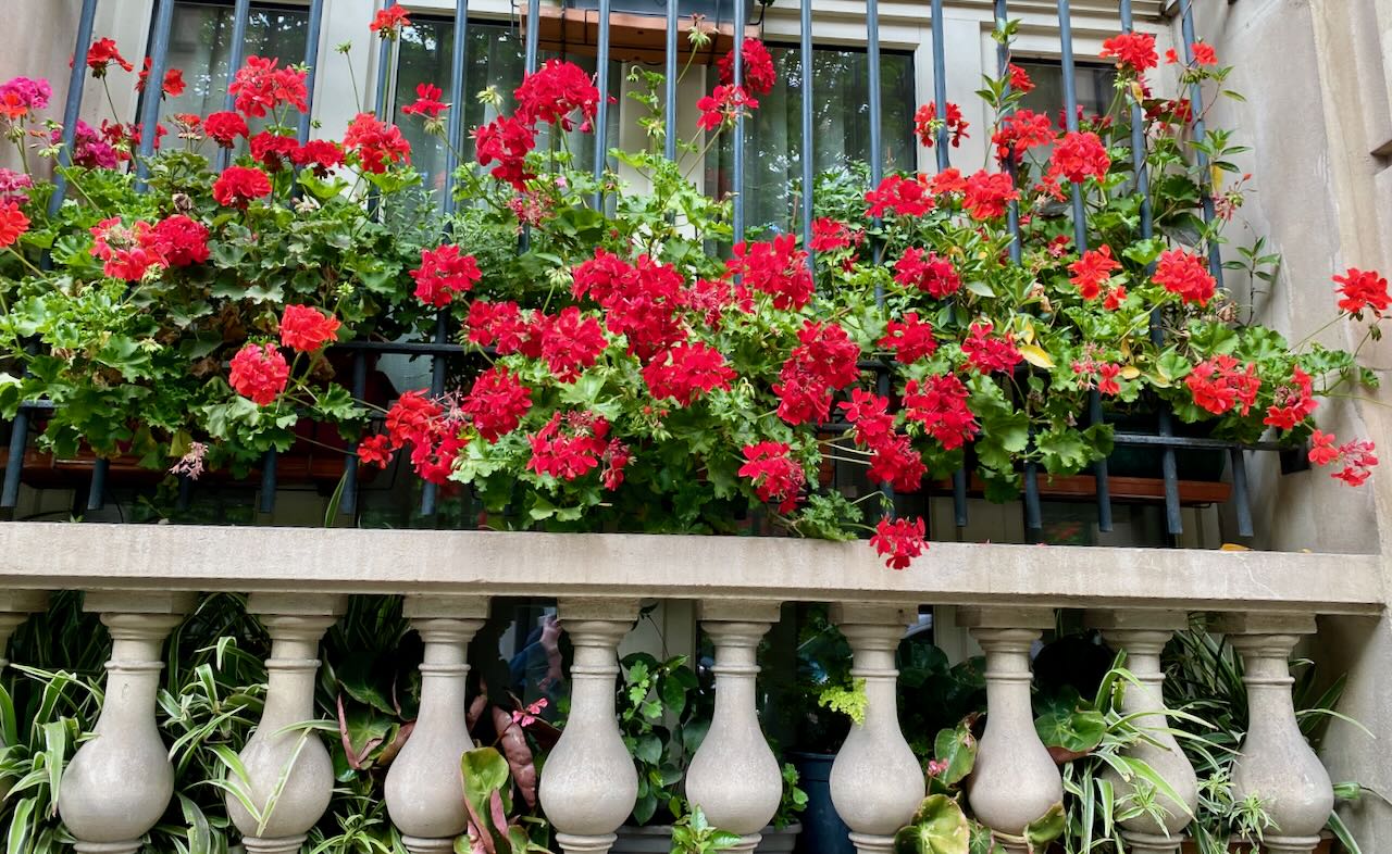 Red Geraniums on a Balcony in Paris