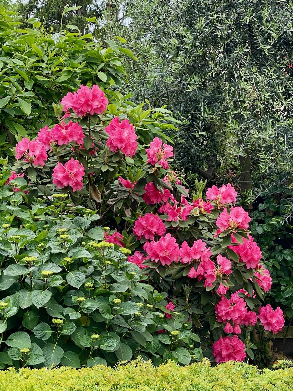 Pink Flowering Rhododendron