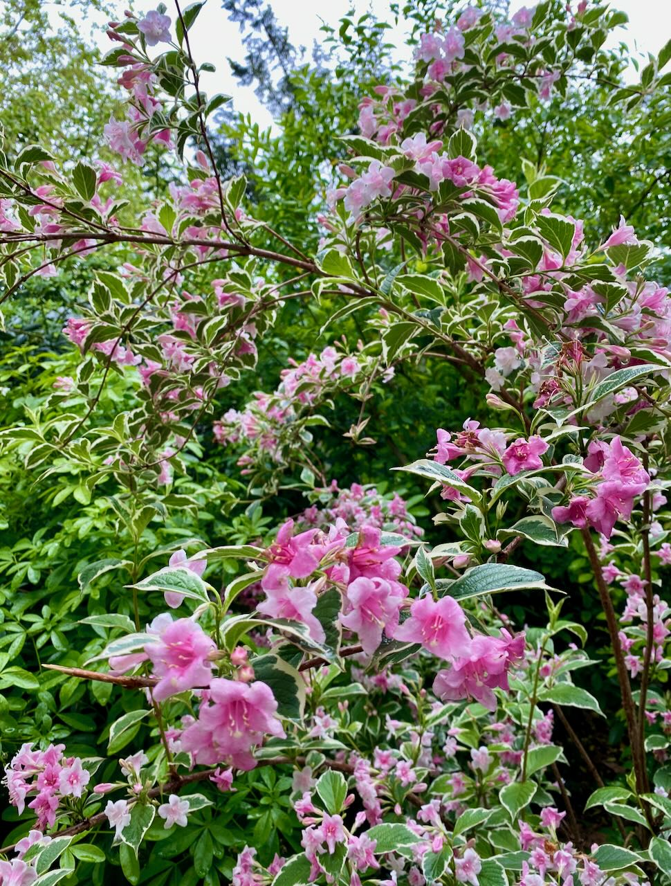 Pink Weigela Blossoms