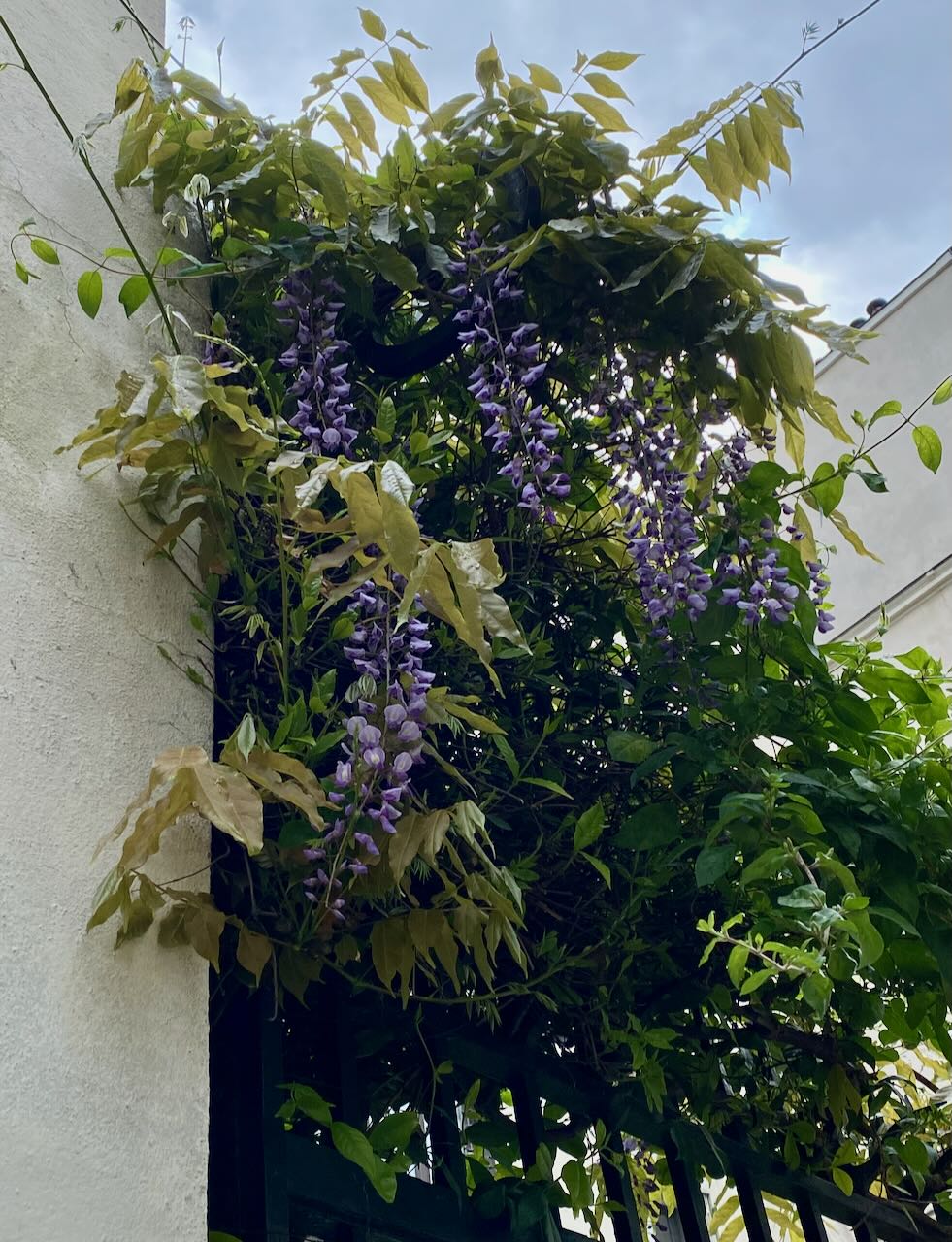 Wysteria Hanging Over an Iron Gate