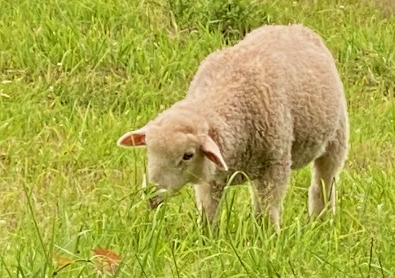 It's the weekend! Number 343, A Sheep Grazing at Allen Farm on Martha's Vineyard