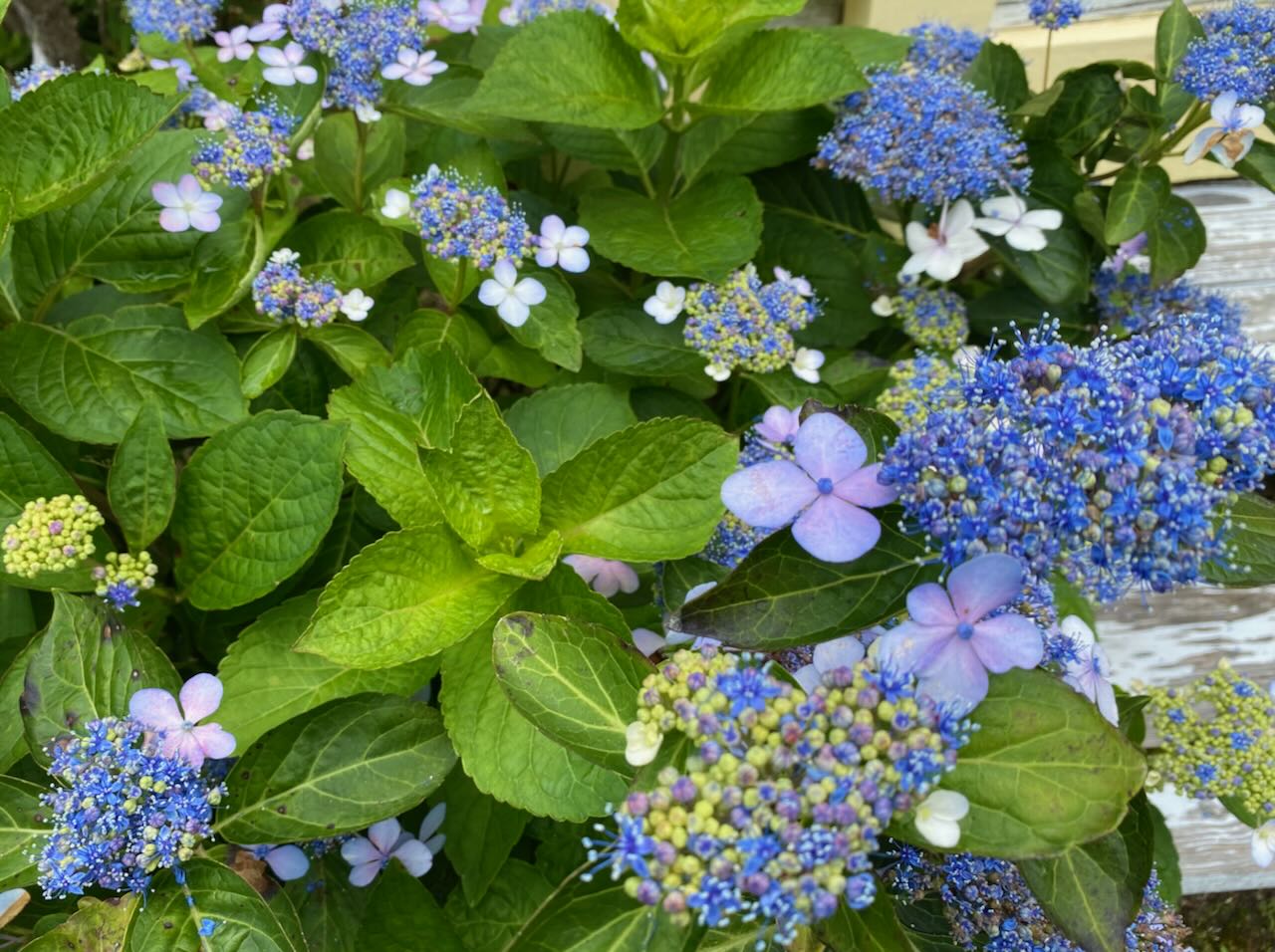 It's the weekend! Number 346, Blue Lacecap Hydrangeas