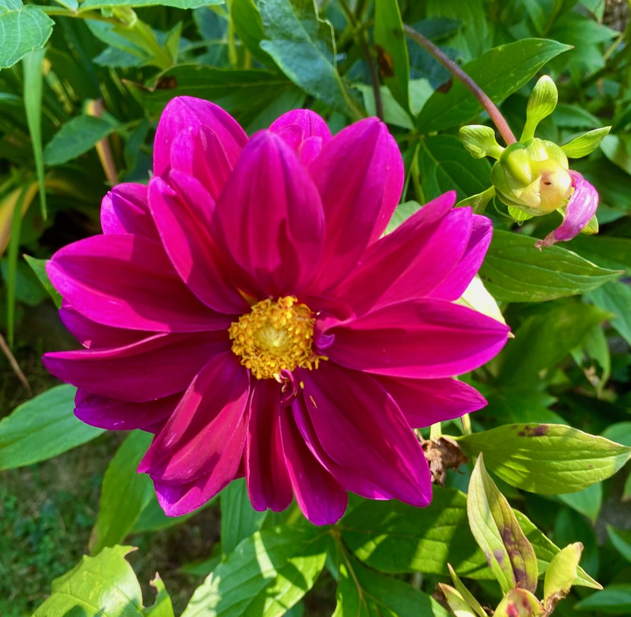 It's the weekend! Number 348, Fuchsia Dahlia in My Backyard