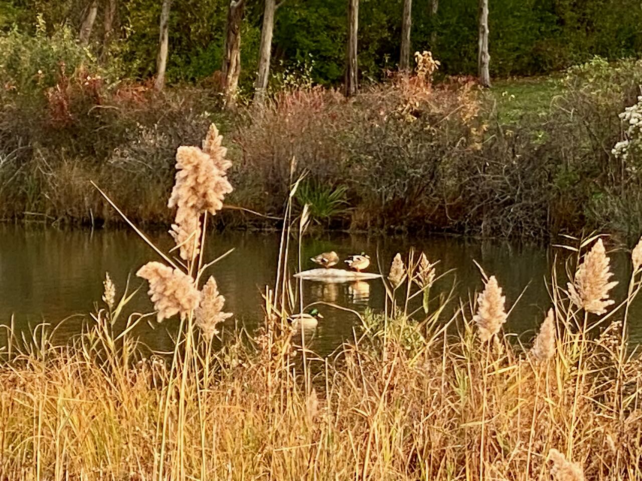 It's the weekend! Number 358, Mallards Sunning in Crystal Lake on Martha's Vineyard